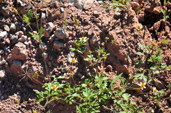 Bigelow's Beggarticks grows to about 2 and a half tall. It is found in elevations ranging from 3,000 to 6,500 feet and along streams, moist areas, mountain areas and hillsides. Bidens bigelovii 